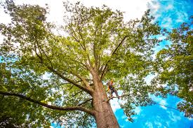 How Our Tree Care Process Works  in  Olivet, TN